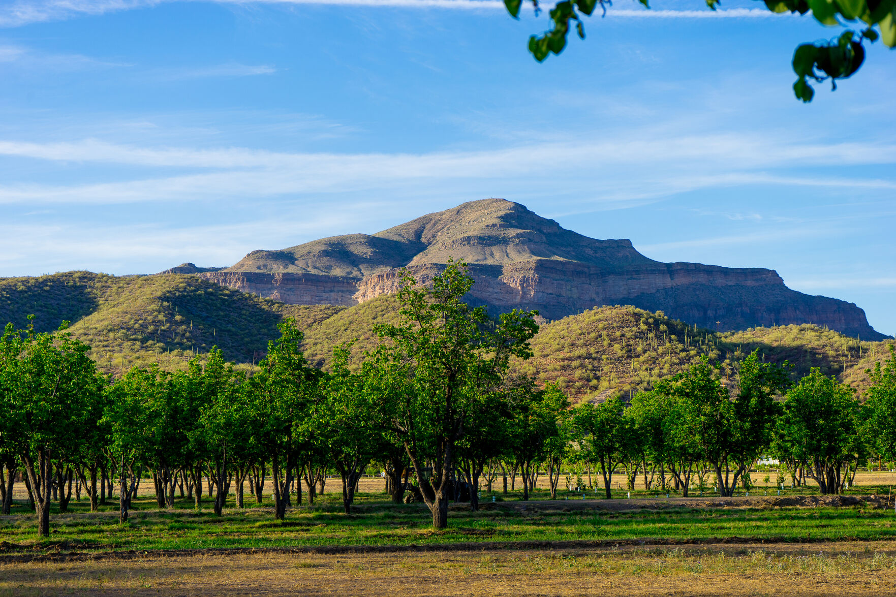 Aravaipa Farms _Foskett Creative-3 (1) (2).jpg
